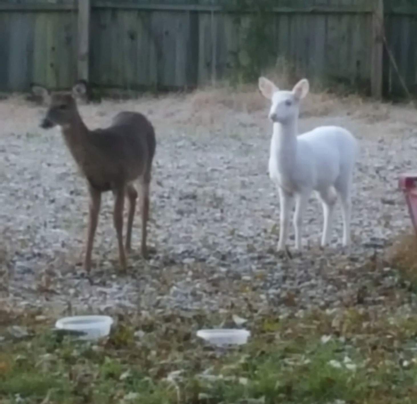 Albino deer